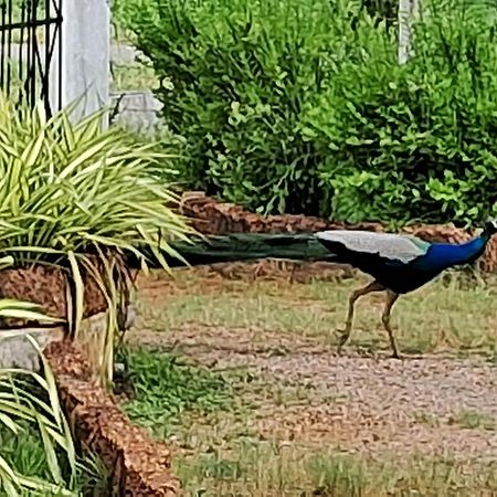 Arachiwil Green Nature Resort Puttalam Exterior photo