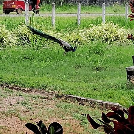 Arachiwil Green Nature Resort Puttalam Exterior photo