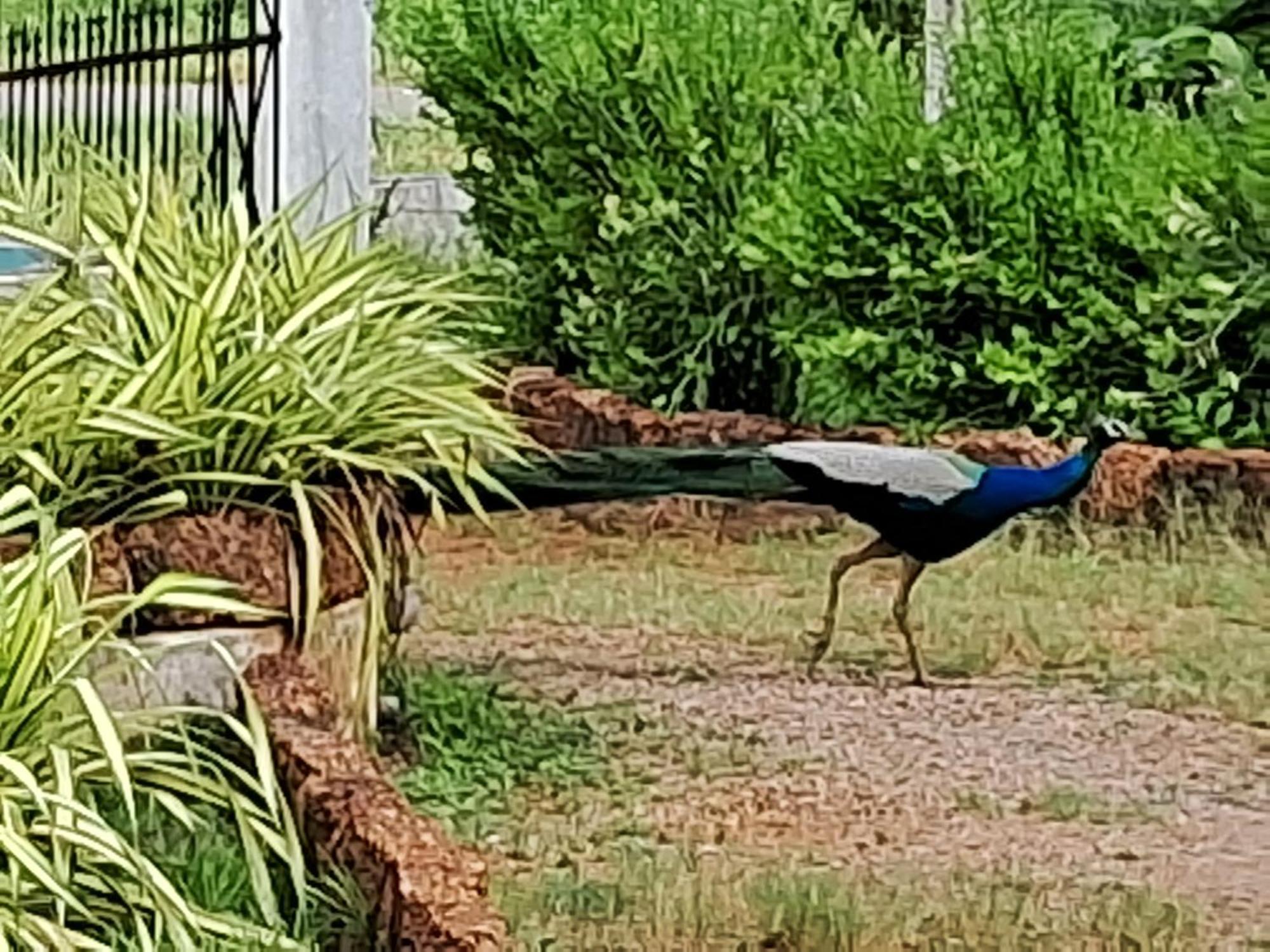 Arachiwil Green Nature Resort Puttalam Exterior photo